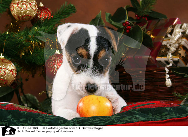 Parson Russell Terrier weihnachtlich / Parson Russell Terrier at christmas / SS-20163