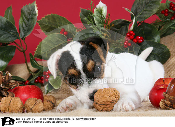 Parson Russell Terrier weihnachtlich / Parson Russell Terrier at christmas / SS-20170