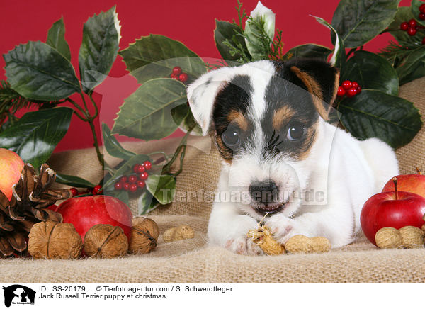 Parson Russell Terrier weihnachtlich / Parson Russell Terrier at christmas / SS-20179