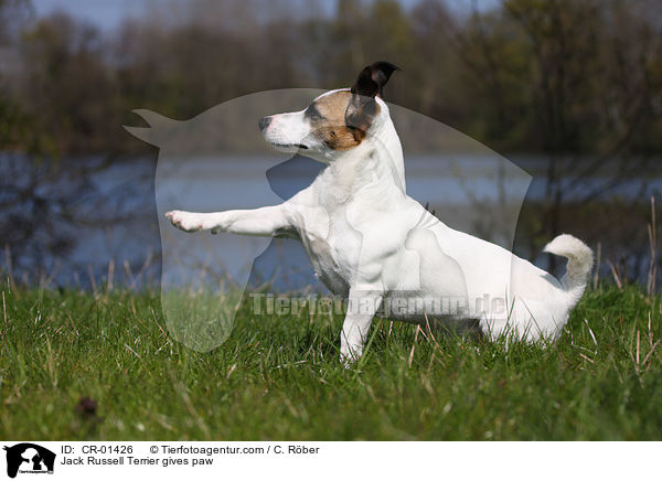 Jack Russell Terrier gibt Pftchen / Jack Russell Terrier gives paw / CR-01426