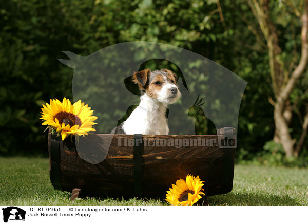 Jack Russell Terrier Welpe / Jack Russell Terrier Puppy / KL-04055
