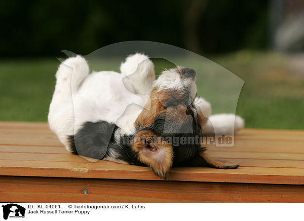 Jack Russell Terrier Welpe / Jack Russell Terrier Puppy / KL-04061