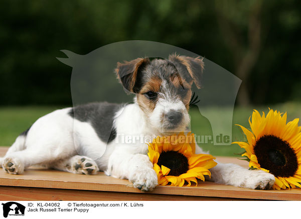 Jack Russell Terrier Welpe / Jack Russell Terrier Puppy / KL-04062