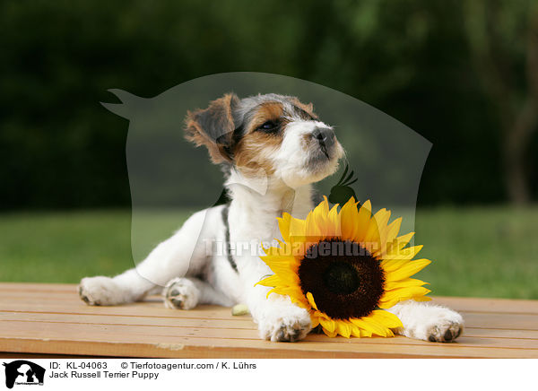 Jack Russell Terrier Welpe / Jack Russell Terrier Puppy / KL-04063