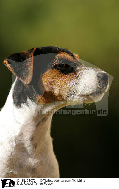 Jack Russell Terrier Welpe / Jack Russell Terrier Puppy / KL-04072