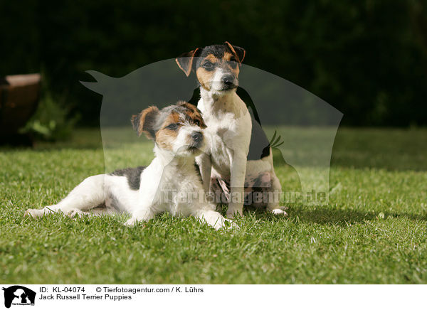 Jack Russell Terrier Welpen / Jack Russell Terrier Puppies / KL-04074