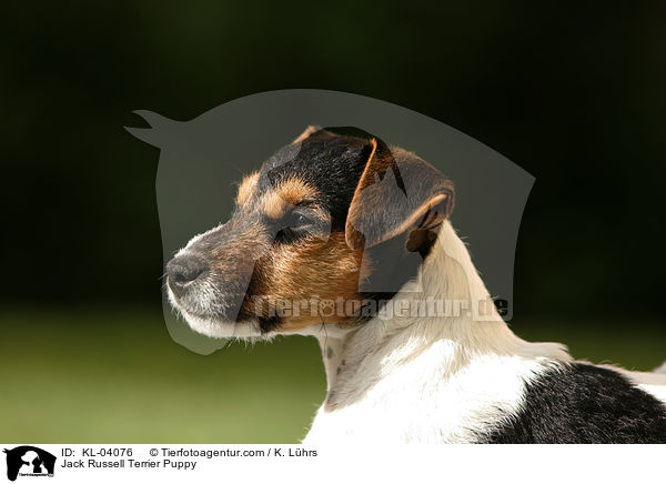 Jack Russell Terrier Welpe / Jack Russell Terrier Puppy / KL-04076
