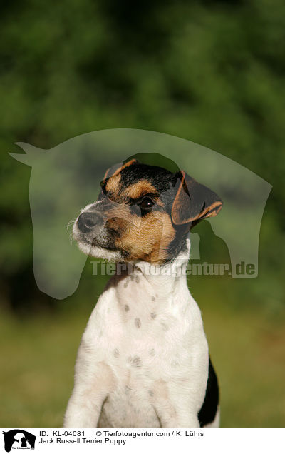 Jack Russell Terrier Welpe / Jack Russell Terrier Puppy / KL-04081