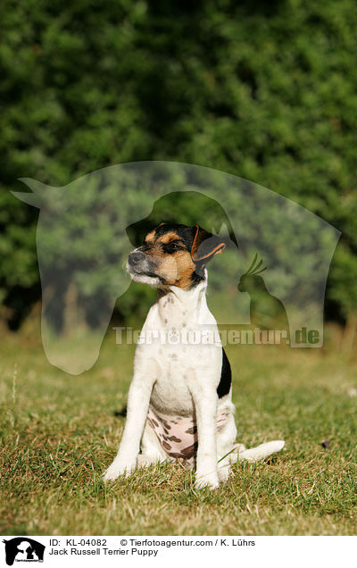 Jack Russell Terrier Welpe / Jack Russell Terrier Puppy / KL-04082