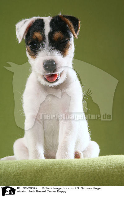 winking Jack Russell Terrier Puppy / SS-20349