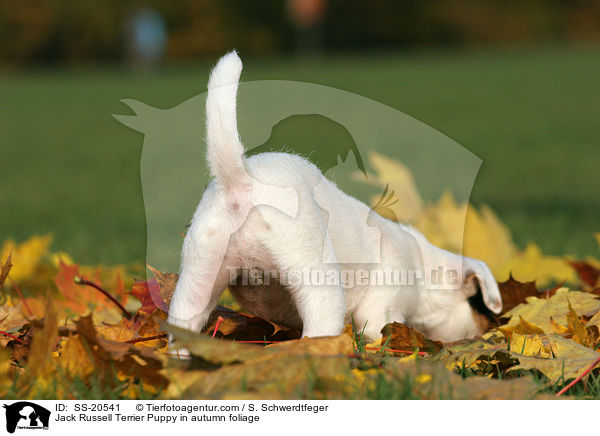 Jack Russell Terrier Puppy in autumn foliage / SS-20541