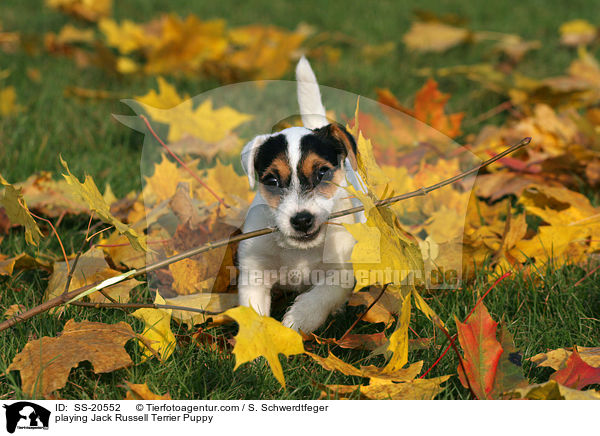 playing Jack Russell Terrier Puppy / SS-20552