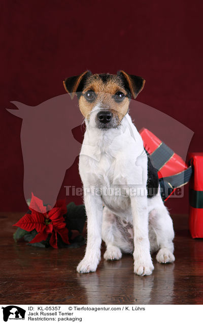 Jack Russell Terrier / KL-05357