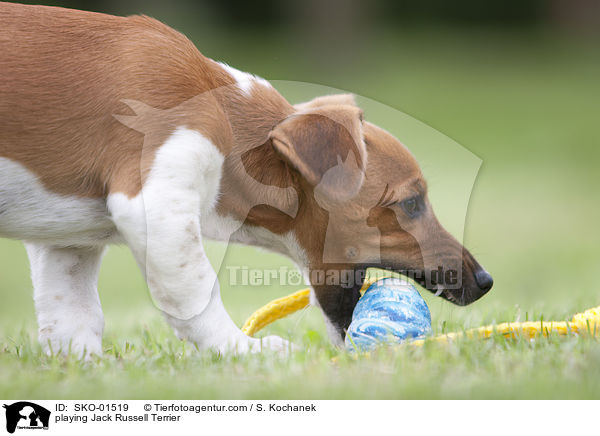 spielender Jack Russell Terrier / playing Jack Russell Terrier / SKO-01519