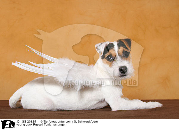 junger Parson Russell Terrier als Engel / young Parson Russell Terrier as angel / SS-20825