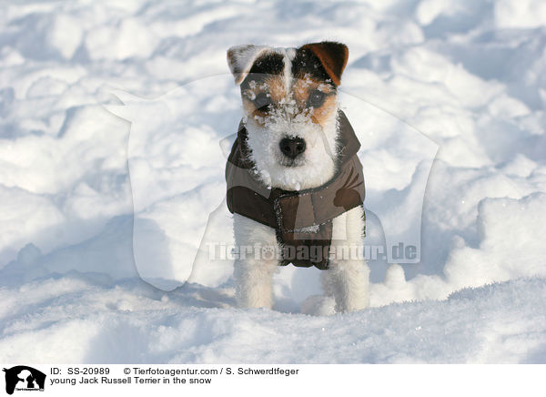 junger Parson Russell Terrier im Schnee / young Parson Russell Terrier in the snow / SS-20989