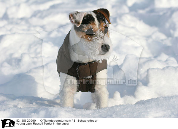 junger Parson Russell Terrier im Schnee / young Parson Russell Terrier in the snow / SS-20990