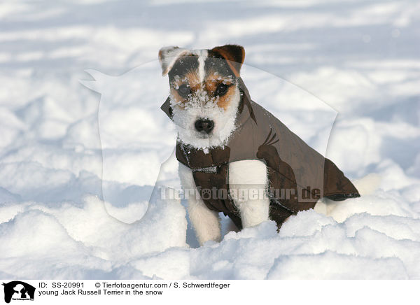 junger Parson Russell Terrier im Schnee / young Parson Russell Terrier in the snow / SS-20991