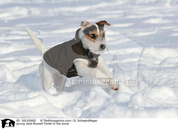 junger Parson Russell Terrier im Schnee / young Parson Russell Terrier in the snow / SS-20992