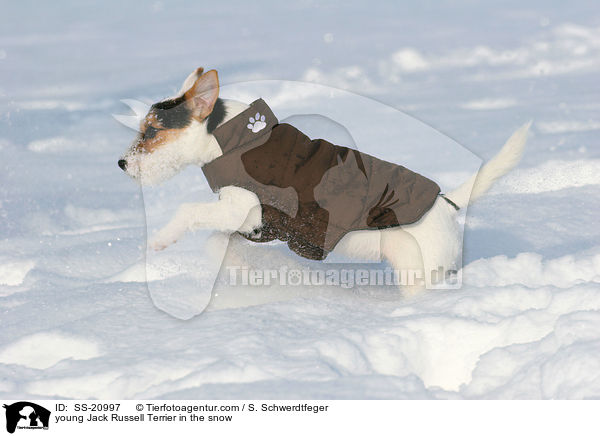 junger Parson Russell Terrier im Schnee / young Parson Russell Terrier in the snow / SS-20997