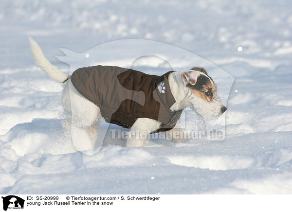 junger Parson Russell Terrier im Schnee / young Parson Russell Terrier in the snow / SS-20999