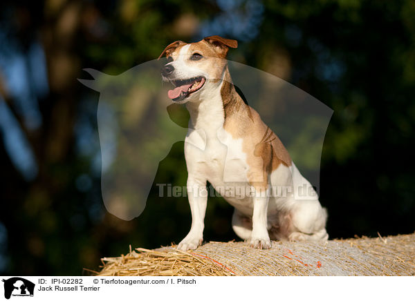Jack Russell Terrier / Jack Russell Terrier / IPI-02282