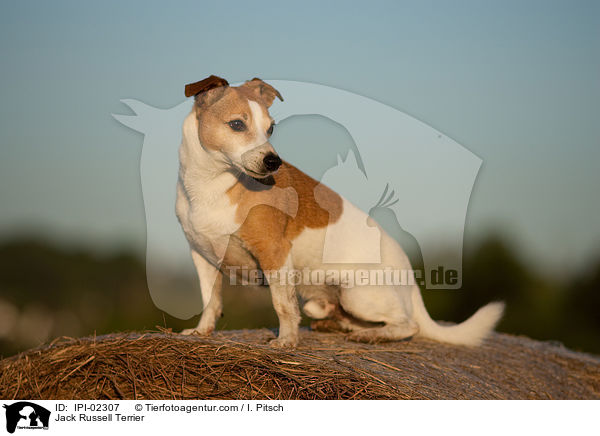 Jack Russell Terrier / Jack Russell Terrier / IPI-02307