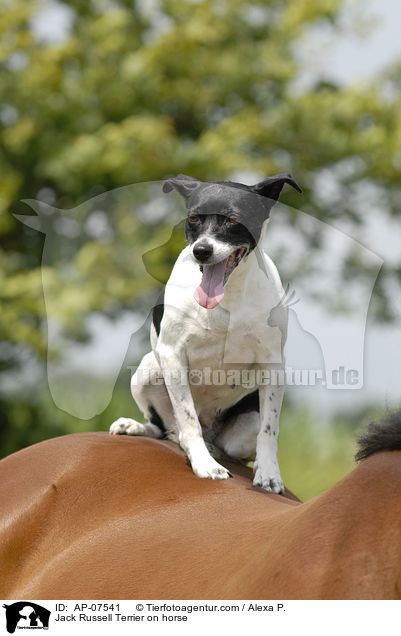 Jack Russell Terrier sitzt auf Pferd / Jack Russell Terrier on horse / AP-07541