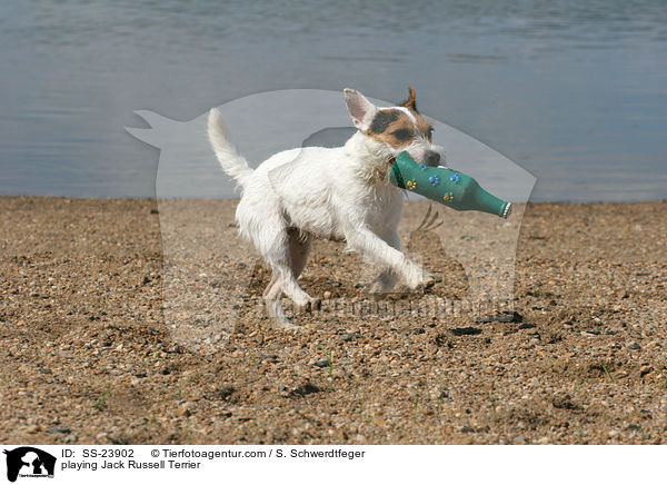 spielender Parson Russell Terrier / playing Parson Russell Terrier / SS-23902