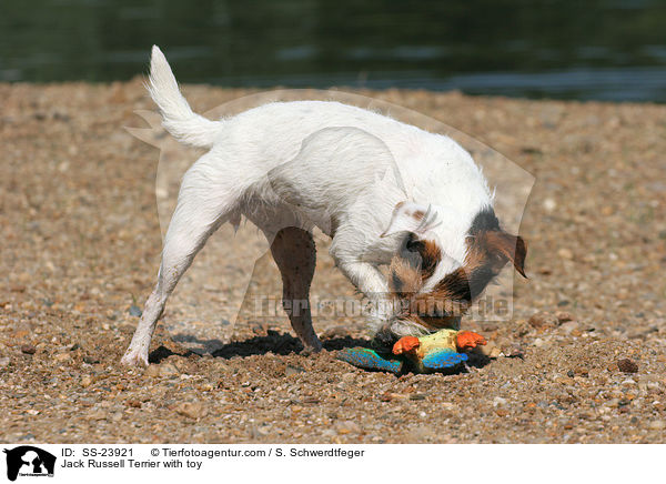 Parson Russell Terrier mit Spielzeug / Parson Russell Terrier with toy / SS-23921