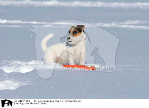 stehender Parson Russell Terrier / standing Parson Russell Terrier / SS-24980