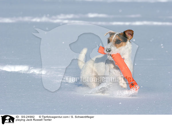 spielender Parson Russell Terrier / playing Parson Russell Terrier / SS-24982