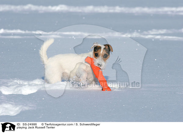 spielender Parson Russell Terrier / playing Parson Russell Terrier / SS-24986
