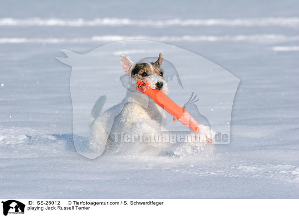 spielender Parson Russell Terrier / playing Parson Russell Terrier / SS-25012