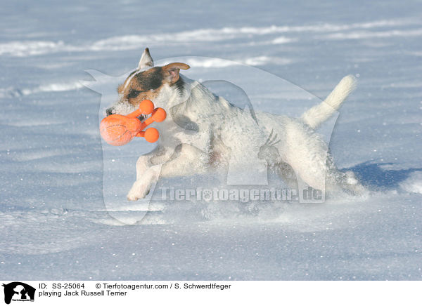 spielender Parson Russell Terrier / playing Parson Russell Terrier / SS-25064