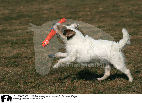 spielender Parson Russell Terrier / playing Parson Russell Terrier / SS-25332