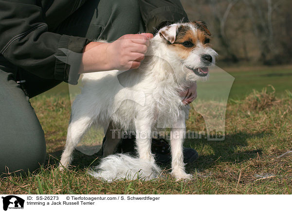 trimming a Jack Russell Terrier / SS-26273