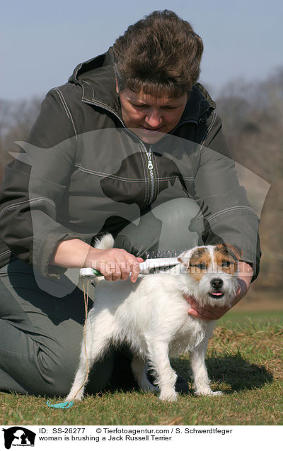 woman is brushing a Jack Russell Terrier / SS-26277