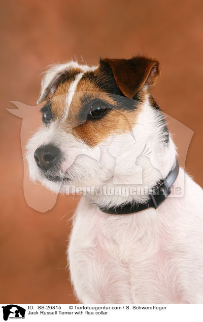 Jack Russell Terrier with flea collar / SS-26815