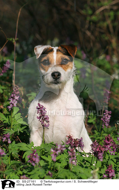 sitzender Parson Russell Terrier / sitting Parson Russell Terrier / SS-27161