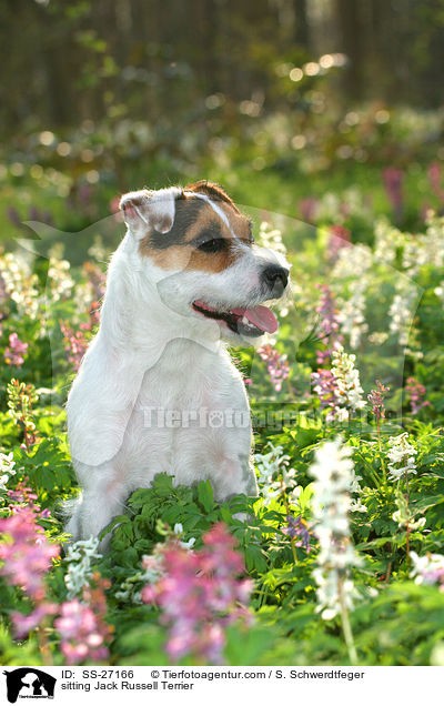 sitzender Parson Russell Terrier / sitting Parson Russell Terrier / SS-27166