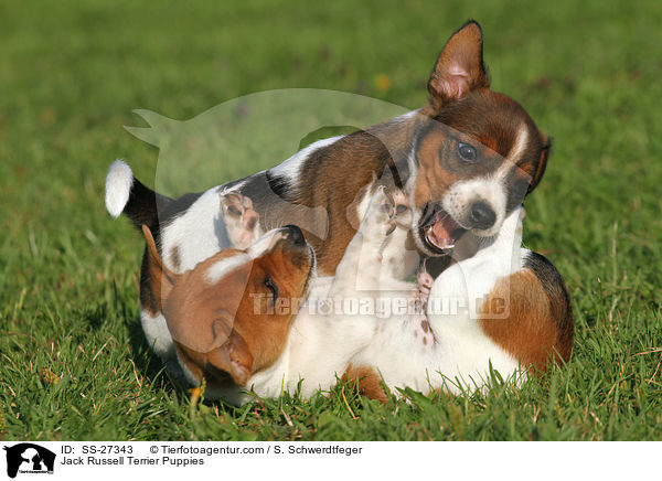 Jack Russell Terrier Puppies / SS-27343