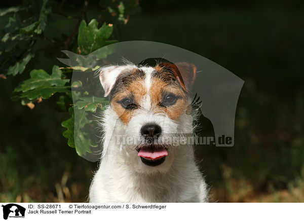 Parson Russell Terrier Portrait / Parson Russell Terrier Portrait / SS-28671