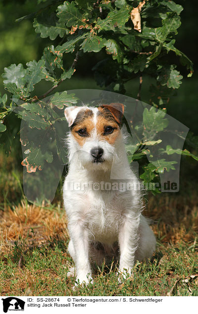 sitzender Parson Russell Terrier / sitting Parson Russell Terrier / SS-28674