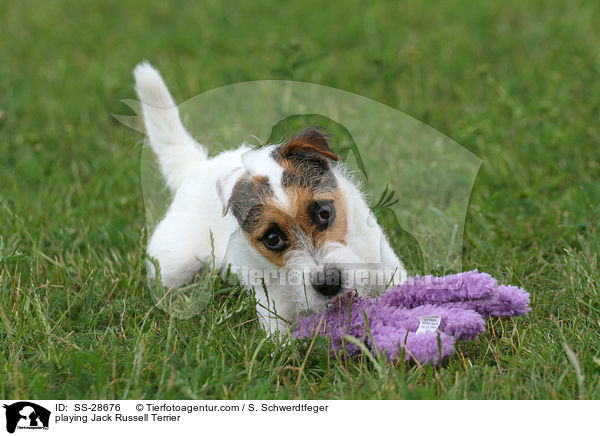 spielender Parson Russell Terrier / playing Parson Russell Terrier / SS-28676
