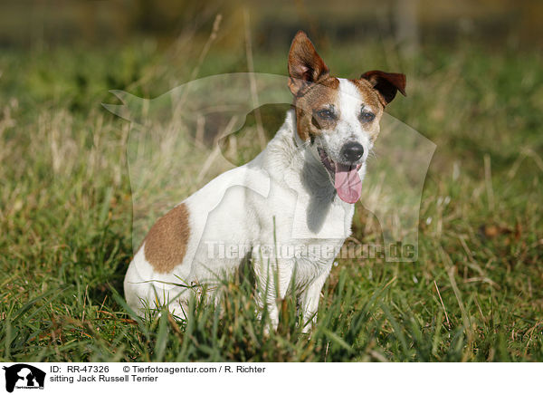 sitzender Jack Russell Terrier / sitting Jack Russell Terrier / RR-47326