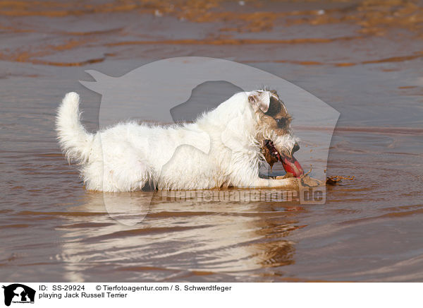 spielender Parson Russell Terrier / playing Parson Russell Terrier / SS-29924