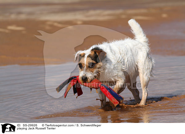 spielender Parson Russell Terrier / playing Parson Russell Terrier / SS-29926