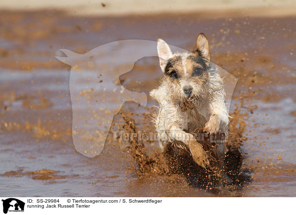 running Jack Russell Terrier / SS-29984