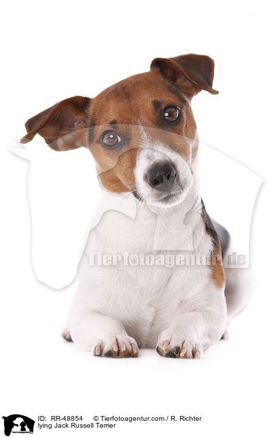 lying Jack Russell Terrier / RR-48854